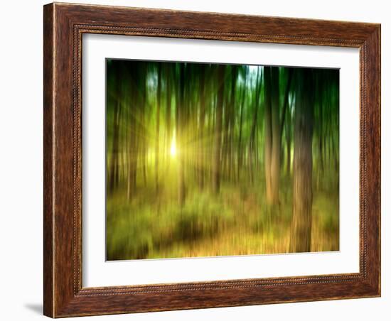 Sunlit Forest,artwork-Victor Habbick-Framed Photographic Print