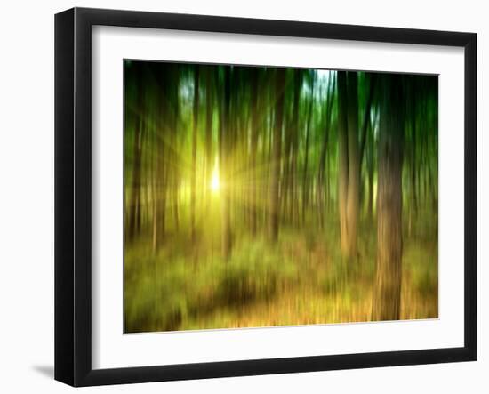 Sunlit Forest,artwork-Victor Habbick-Framed Photographic Print