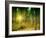 Sunlit Forest,artwork-Victor Habbick-Framed Photographic Print