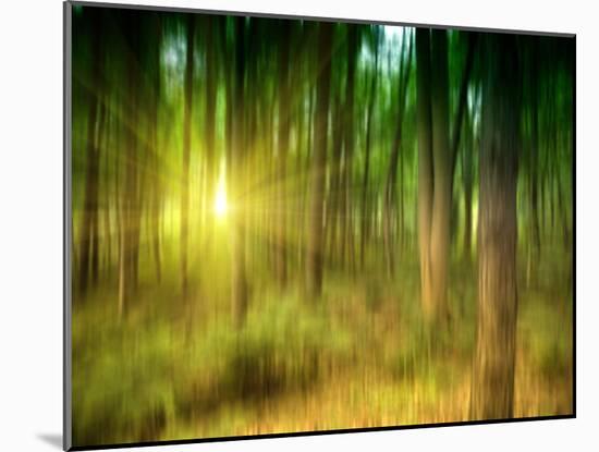 Sunlit Forest,artwork-Victor Habbick-Mounted Photographic Print