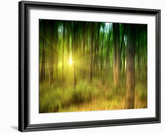 Sunlit Forest,artwork-Victor Habbick-Framed Photographic Print