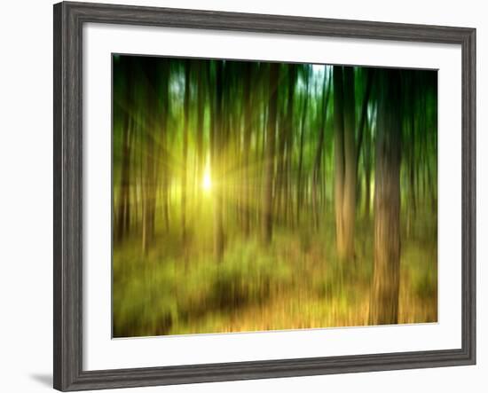 Sunlit Forest,artwork-Victor Habbick-Framed Photographic Print