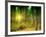 Sunlit Forest,artwork-Victor Habbick-Framed Photographic Print