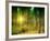 Sunlit Forest,artwork-Victor Habbick-Framed Photographic Print