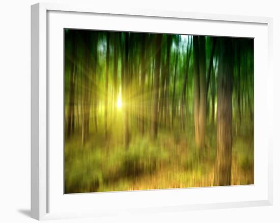 Sunlit Forest,artwork-Victor Habbick-Framed Photographic Print
