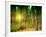 Sunlit Forest,artwork-Victor Habbick-Framed Photographic Print