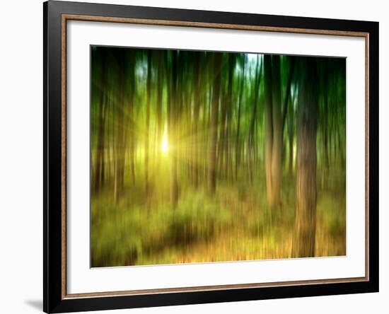 Sunlit Forest,artwork-Victor Habbick-Framed Photographic Print