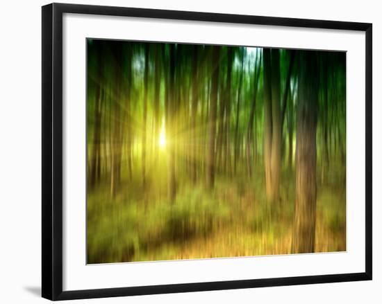 Sunlit Forest,artwork-Victor Habbick-Framed Photographic Print