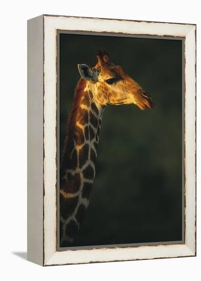 Sunlit Giraffe-Staffan Widstrand-Framed Stretched Canvas