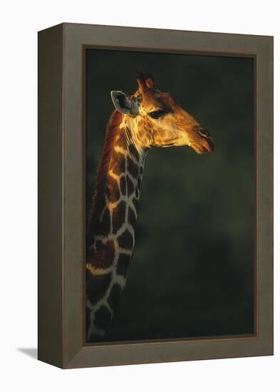 Sunlit Giraffe-Staffan Widstrand-Framed Stretched Canvas