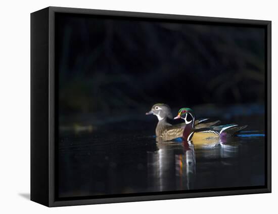 Sunlit Male and Female Wood Ducks (Aix Sponsa) in Breeding Plumage, Washington, USA-Gary Luhm-Framed Premier Image Canvas