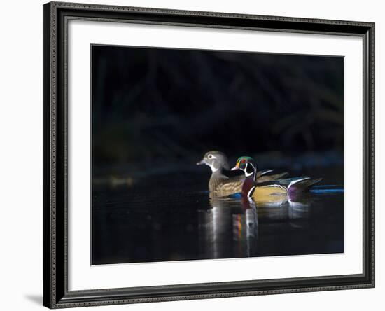 Sunlit Male and Female Wood Ducks (Aix Sponsa) in Breeding Plumage, Washington, USA-Gary Luhm-Framed Photographic Print