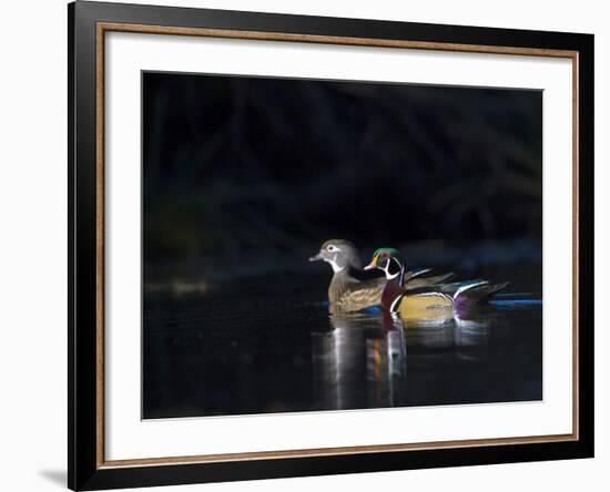 Sunlit Male and Female Wood Ducks (Aix Sponsa) in Breeding Plumage, Washington, USA-Gary Luhm-Framed Photographic Print