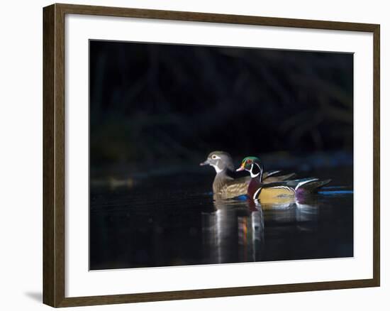 Sunlit Male and Female Wood Ducks (Aix Sponsa) in Breeding Plumage, Washington, USA-Gary Luhm-Framed Photographic Print