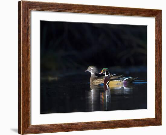 Sunlit Male and Female Wood Ducks (Aix Sponsa) in Breeding Plumage, Washington, USA-Gary Luhm-Framed Photographic Print