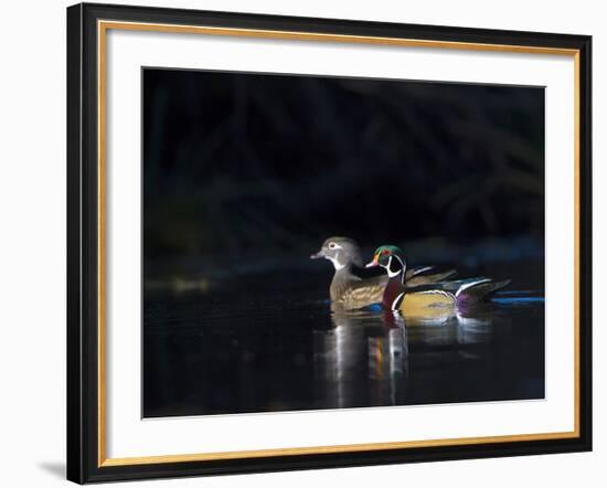 Sunlit Male and Female Wood Ducks (Aix Sponsa) in Breeding Plumage, Washington, USA-Gary Luhm-Framed Photographic Print