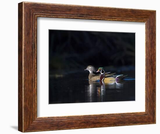 Sunlit Male and Female Wood Ducks (Aix Sponsa) in Breeding Plumage, Washington, USA-Gary Luhm-Framed Photographic Print
