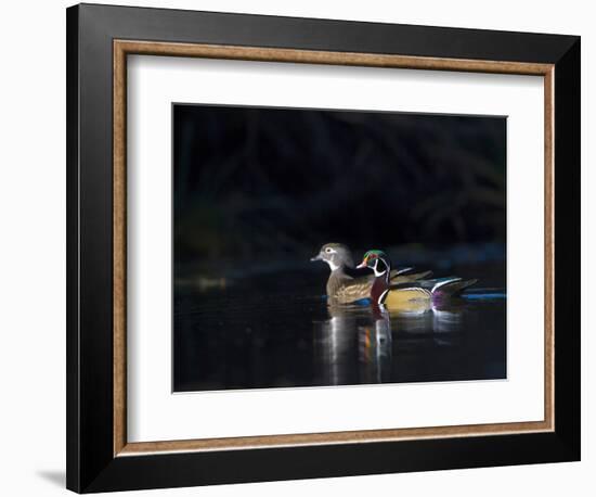 Sunlit Male and Female Wood Ducks (Aix Sponsa) in Breeding Plumage, Washington, USA-Gary Luhm-Framed Photographic Print