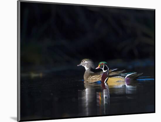 Sunlit Male and Female Wood Ducks (Aix Sponsa) in Breeding Plumage, Washington, USA-Gary Luhm-Mounted Photographic Print