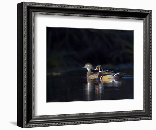 Sunlit Male and Female Wood Ducks (Aix Sponsa) in Breeding Plumage, Washington, USA-Gary Luhm-Framed Photographic Print