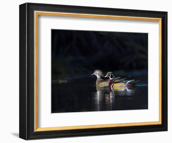 Sunlit Male and Female Wood Ducks (Aix Sponsa) in Breeding Plumage, Washington, USA-Gary Luhm-Framed Photographic Print