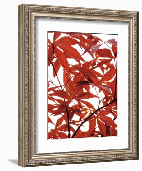 Sunlit Maple 1-Jenny Kraft-Framed Art Print