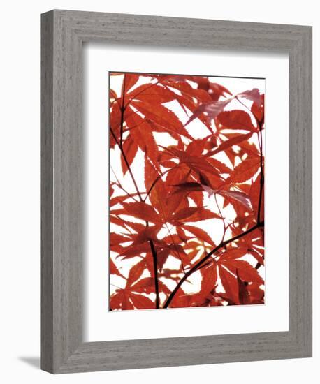 Sunlit Maple 1-Jenny Kraft-Framed Art Print