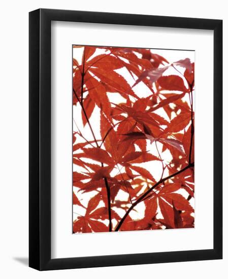 Sunlit Maple 1-Jenny Kraft-Framed Art Print