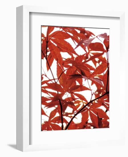 Sunlit Maple 1-Jenny Kraft-Framed Art Print