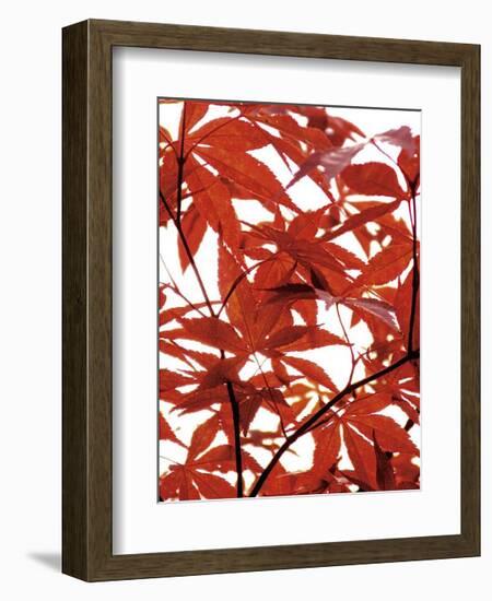 Sunlit Maple I-Jenny Kraft-Framed Giclee Print