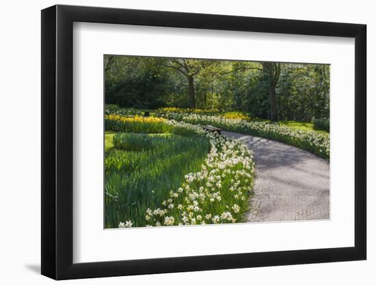 Sunlit path in daffodil garden-Anna Miller-Framed Photographic Print