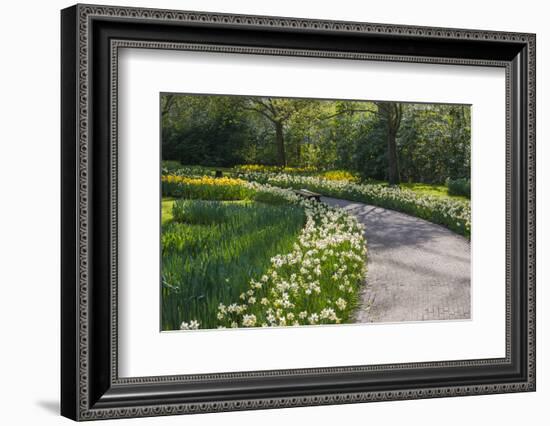 Sunlit path in daffodil garden-Anna Miller-Framed Photographic Print