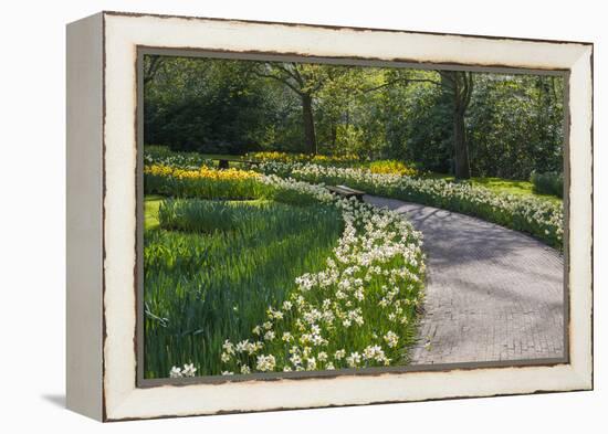 Sunlit path in daffodil garden-Anna Miller-Framed Premier Image Canvas