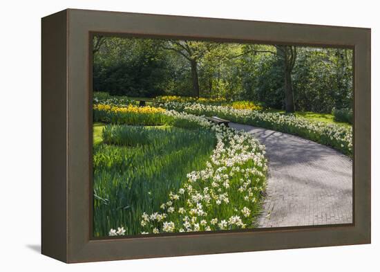 Sunlit path in daffodil garden-Anna Miller-Framed Premier Image Canvas