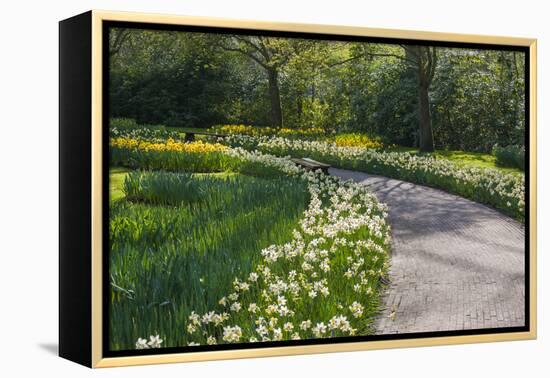 Sunlit path in daffodil garden-Anna Miller-Framed Premier Image Canvas