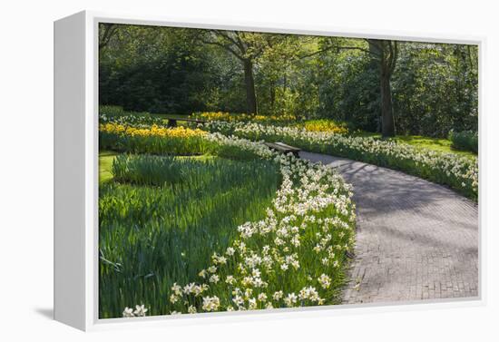 Sunlit path in daffodil garden-Anna Miller-Framed Premier Image Canvas