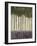 Sunlit Rainforest II-Norman Wyatt Jr.-Framed Art Print
