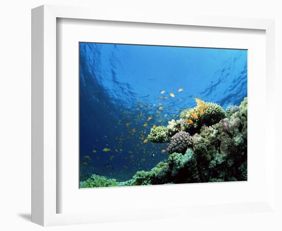 Sunlit Reef Top with Hard Corals and Anthias, Red Sea, Egypt, North Africa, Africa-Lousie Murray-Framed Photographic Print