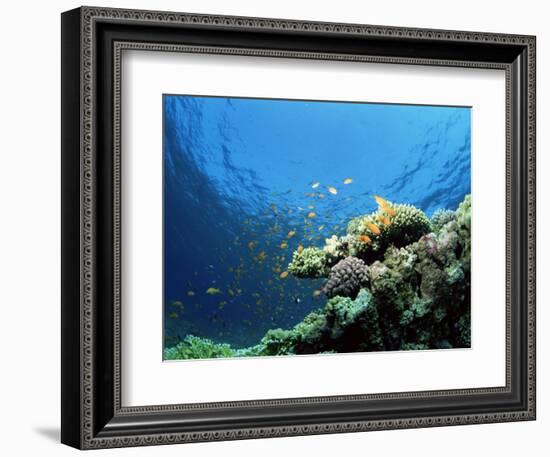 Sunlit Reef Top with Hard Corals and Anthias, Red Sea, Egypt, North Africa, Africa-Lousie Murray-Framed Photographic Print