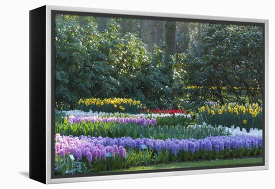 Sunlit Spring Garden with Hyacinth and Daffodils-Anna Miller-Framed Premier Image Canvas