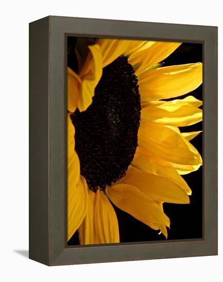 Sunlit Sunflowers II-Monika Burkhart-Framed Premier Image Canvas