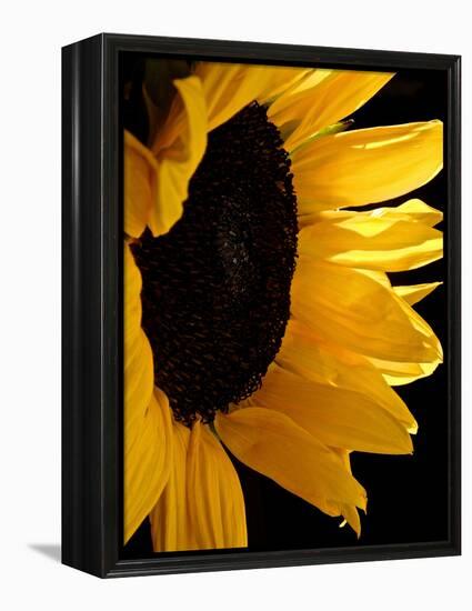 Sunlit Sunflowers II-Monika Burkhart-Framed Premier Image Canvas