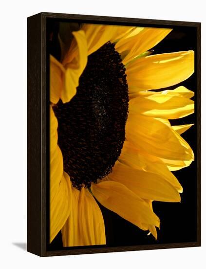 Sunlit Sunflowers II-Monika Burkhart-Framed Premier Image Canvas