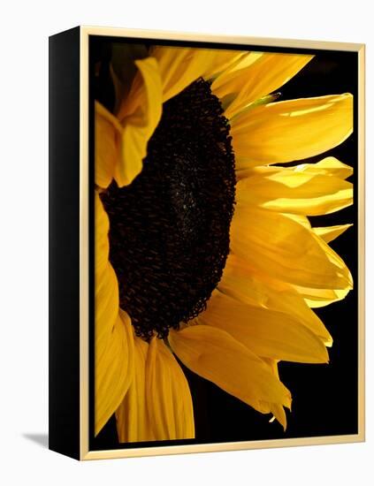 Sunlit Sunflowers II-Monika Burkhart-Framed Premier Image Canvas