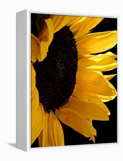 Sunlit Sunflowers II-Monika Burkhart-Framed Premier Image Canvas
