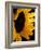 Sunlit Sunflowers II-Monika Burkhart-Framed Photographic Print