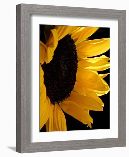 Sunlit Sunflowers II-Monika Burkhart-Framed Photographic Print