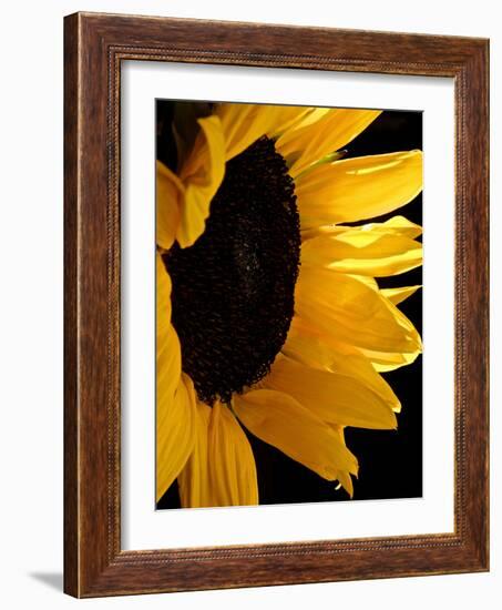 Sunlit Sunflowers II-Monika Burkhart-Framed Photographic Print