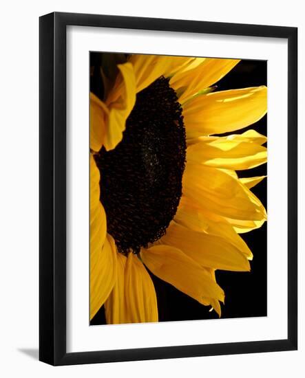 Sunlit Sunflowers II-Monika Burkhart-Framed Photographic Print