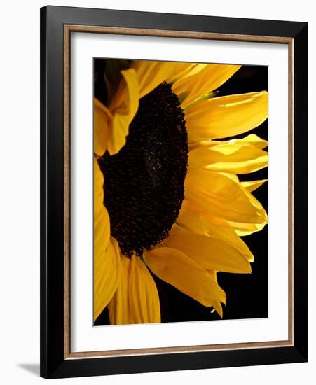 Sunlit Sunflowers II-Monika Burkhart-Framed Photographic Print